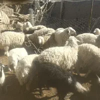 بره نر چاق|حیوانات مزرعه|سده (خراسان جنوبی), |دیوار