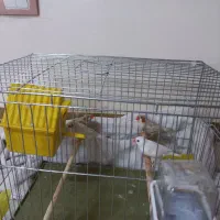 فروش دو جفت فنچ