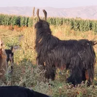 فروش دوبر جوان|حیوانات مزرعه|شیراز, شهدای شهرک سعدی|دیوار
