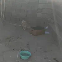 معاوضه با انگشتر چاقوویاپرنده زینتی