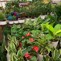 گلهای آپارتمانی