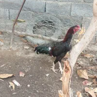 فروشی  پدری فستیوالی (تمام فستیوال موجوده)