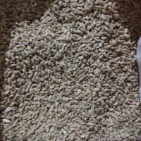 گندم میش