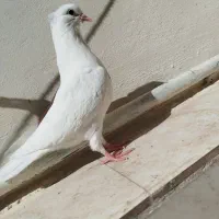 سه عدد کبوتر|پرنده|خرم‌آباد, |دیوار