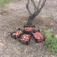 باغ-نقلی-فروشی