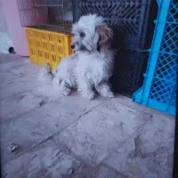 واگذاری سگ شیتزو