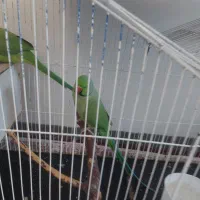 یک جفت طوطی ملنگو نرو ماده|پرنده|بندر گز, |دیوار