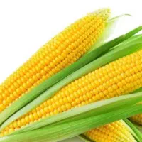 ذرت اصلاح شوده ۷۰۴