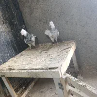نروماده طوق الماسی ناب|پرنده|نیمروز, |دیوار