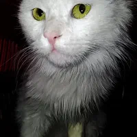 گربه پرشین معاوضه هم دارم