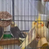 دوماد پاریس با عروس زیبا هلندی|پرنده|اهواز, فرهنگ شهر|دیوار