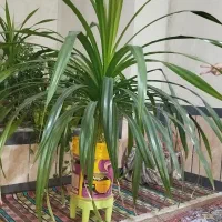 گل پاندانوس|گل و گیاه طبیعی|کازرون, |دیوار