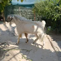 کهره نر