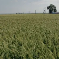 بذر گندم رقم پیشگام|خدمات باغبانی و درختکاری|گنبد کاووس, |دیوار