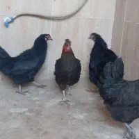 مرغ وخروس|حیوانات مزرعه|خمینیشهر, |دیوار