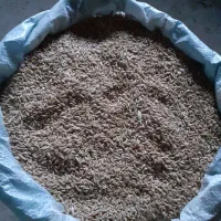 گندم بذری باران