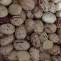 لوبیا چیتی تمیز درشت کیلوی
