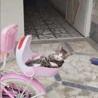 واگذاری رایگان گربه