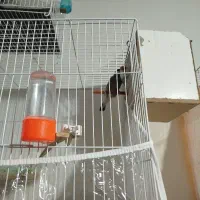 فنچ نرگسی قناری سهره|پرنده|مشهد, کارگران|دیوار