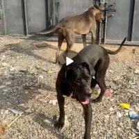 سگ گریدین اصل شناسنامه دار|سگ|مشهد, كنويست|دیوار