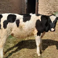 نژاد  هلشتاین . مادر ۵۰ کیلو شیر به شرط جنس