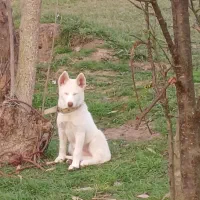 هاسکی سامویید|سگ|رشت, سعدی (تختی)|دیوار