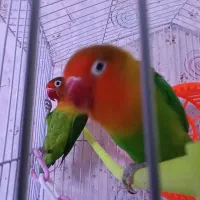 کوتوله برزیلی  روی تخم هست