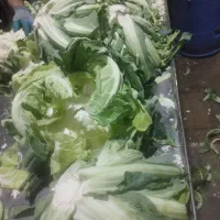 تفاله کلم و کرفس و سیب و چغندر و غیره|لوازم جانبی حیوانات|آذرشهر, |دیوار