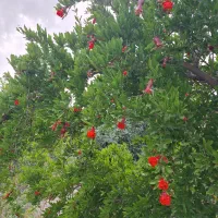 ویلا-یوسف-رضا-1500-متری-املاک-حسینی