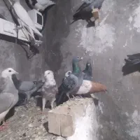 ۳۰تا صید پرشی