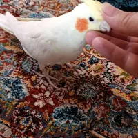 عروس هلندی|پرنده|رباطکریم, رباطکریم|دیوار