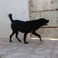 ماده افغان به ضمانت
