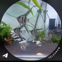 فروش فوری ماهی آکواریوم آنجل اسکالر و سه خط