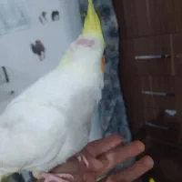 عروس هلندی|پرنده|گنبد کاووس, |دیوار