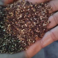 خریداری و فروشی کنجد