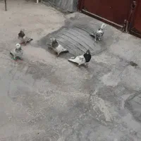 کبوتر
