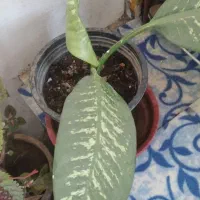 گل های طبیعی|گل و گیاه طبیعی|الشتر, |دیوار