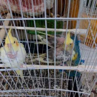 جوجه عروس هلندی