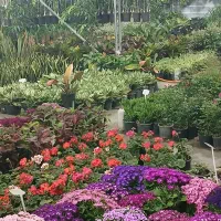 فروش ویژه انواع گل و نهال