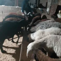 گالیکش۱۳رس گسفند بره دار وشیر کرده