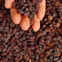 کشمش آفتابی و طلایی