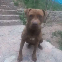 سگ پیتبول