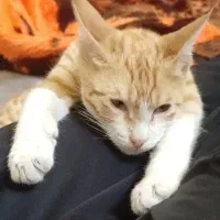 واگذاری گربه نارنجی|گربه|گالیکش, |دیوار