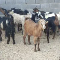 تعداد ۱۴عدد بز داشتی|حیوانات مزرعه|آبدان, |دیوار