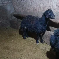 بره قوچ قره قزل