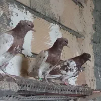 کبوتر جوجه|پرنده|مشهد, شهرک شهید باهنر|دیوار