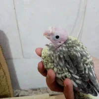 جوجه عروس هلندی(بافق)