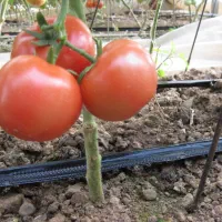 نوار تیپ آبیاری قطره ای