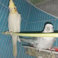 عروس هلندی