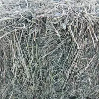 خریدار یونجه پرس عمده پاک و بشرط